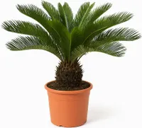 Trendyplants - Cycas Revoluta - Japanische Sago-Palme - Gartenpflanze - Höhe 60-80 cm - Topfgröße Ø24cm
