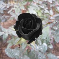 Schwarze Rose Samen zum dekorieren Deko für die Wohnung das Fenster den Balkon