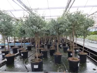 Eucalyptus Stamm Eukalyptusbaum, 90 - 120 cm, Pflanze winterhart