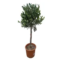 Olea europaea – Olivenbaum Hochstamm 110 cm | Topf Ø 22 cm