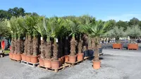 gruenwaren: XXXL 220-250 cm, Stamm 80 cm, Trachycarpus fortunei Hanfpalme, winterharte Palme bis -18°C