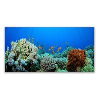 Wandbilder Glasbilder Druck auf Glas 140x70 Korallenriff Natur 