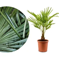 Meine Orangerie Hanfpalme Trachycarpus - Winterharte Palme - Frosthart bis -18 Grad - Chinesische Hanfpalme winterhart - winterfeste Gartenpalme