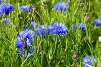 Kornblume ca. 1000 Samen
