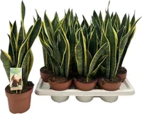 Sansevieria Laurentii Topf 14 cm Höhe 55 cm 1 Pflanze
