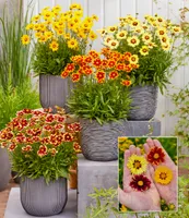 BALDUR Garten Coreopsis Solar Mix,4 Pflanzen, winterharte Staude, mehrjährig, bienenfreundlich und schmetterlingsfreundlich, pflegeleicht, für Standort in der Sonne geeignet, blühend