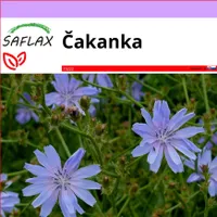 SAFLAX - čakanka - Cichorium intybus - 250 Semená