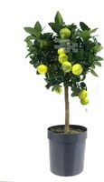 Römische Limette 'Pursha' 80-100 cm  Süße Limette - Citrus limetta 'Pursha'