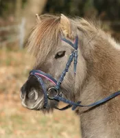 Waldhausen Trensenzaum Unicorn 2 Nachtblau/Azalee PON