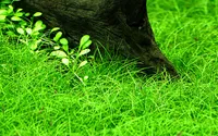 Aquarium Pflanze 10 Stück Eleocharis parvula Wasserpflanze AquaOne Nr.332C Set