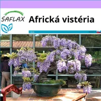SAFLAX - africká vistéria - Bolusanthus speciosus - 15 Semená