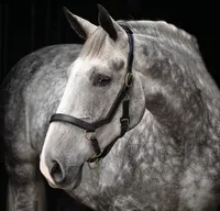 Horseware Rambo Micklem Headcollar - Black, Größe:Pony (S)