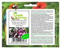 15x Drachen purpur Weiß Lila Streifen Rosen Pflanzen - Samen #312