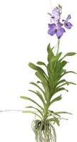 Vanda-Orchidee - Vanda 'New Blue' - Höhe 55-65cm