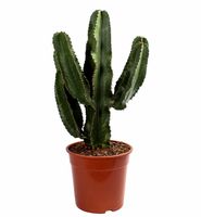 Euphorbia ingens Kaktus-Wolfsmilch in anthrazitfarbenem zylindrischen Übertopf als Set Höhe: 70 cm Kaktus von Botanicly 
