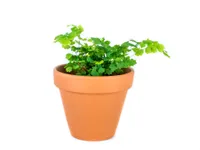 Gardners Adianthum mix, priemer 6 cm