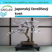 SAFLAX Darčeková sada - Japonský čerešňový kvet - Prunus serulata - 30 Semená - S darčekovou krabičkou, prepravným štítkom, darčekovou kartou a pestovateľským médiom
