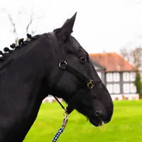 Euroriding Kurzgurt Privilege Equitation, Dressage schwarz high quality 55 cm