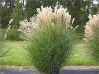 5 x Miscanthus sinensis 1 Liter(Ziergras/Gräser/Stauden) Chinaschilf