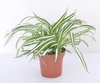 Grünlilie 25 cm Chlorophytum Atlantic Luftreinigend Zimmerpflanze