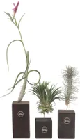 Tillandsien - 3 Stk - Tillandsia - Höhe 30-35cm