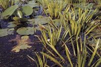 Wasseraufbereiter gegen Algenwachstum Teichpflanzen XL-SET min 13 Sorten 