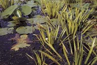 70 Teichpflanzen + Wasseraufbereiter für den Teich