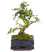Dehner Bonsai Fukientee, Carmona microphylla, 6 Jahre, 35 - 40 cm, Farbe kann variieren, Bonsai