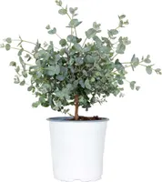 Eucalyptus gunnii - Eukalyptus Pflanze- Winterhart - Immergrün – ⌀14 cm - ↕25-35 cm
