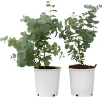 Eukalyptus - 2 ks. - Eucalyptus 'Pulverulenta' - Výška 25-40cm - ⌀13cm