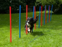 Premium Slalomstangen 12er Set, Agility-Set für Hunde