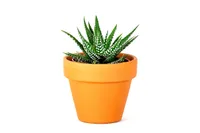 Gardners Haworthia mix, priemer 6 cm
