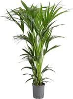 Dehner Kentia-Palme, Howea forsteriana, in Hydrokultur, 90-100 cm, Ø Topf 18 cm, Zimmerpalme