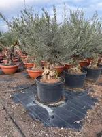 Sunny Tree - Olivenbaum - Olea Europaea - Winterharte Olivenbaum Bonsai 200 cm - 80 Jahre alter Olivenbaum - Fruchttragend