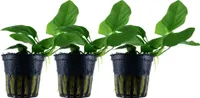 Aquarium Pflanze 3 Stück Anubias barteri nana Wasserpflanze AquaOne Nr.301 Set