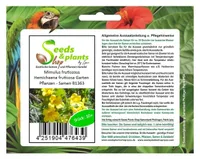 10x Mimulus fruticosus Hemichaena fruticosa Garten Pflanzen - Samen B1363