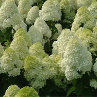 Hortensie - Hydrangea Paniculata 'Limelight'  - 60-80 cm Container