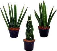 Sansevieria cylindrica - Pfiffiges 3er Set im 6,5cm Topf - Bogenhanf, Schwiegermutterzunge