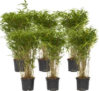 Bambus - 6 ks. - Fargesia nitida 'Gansu' - Výška 50-70cm - ⌀17cm