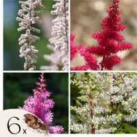 Tawułka - 6 szt - Astilbe - Kłącza - Wielobarwny