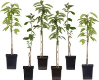 Apfelbäume - 6 Stk - Malus - Höhe 60-70cm - ⌀9cm