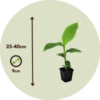 Banánovník japonský - 2 ks. - Musa basjoo - Výška 25-40cm - ⌀9cm