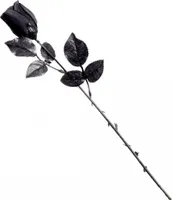 Schwarze Rose