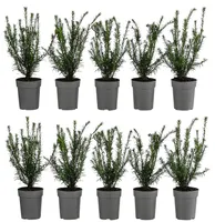 Dehner Europäische Eibe, für 2 Meter Hecke, ca. 30 cm, 10 x 2 l Topf, Heckenpflanze