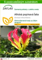 SAFLAX - Africká popínavá ľalia - Gloriosa rothschildiana - 15 Semená - S pestovateľským substrátom bez klíčkov