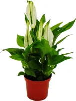 Mini-Spathiphyllum - Mini-Einblatt - 7cm Topf - Zimmerpflanze