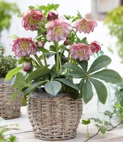 BALDUR Garten Christrosen 'Double Ellen Picotée', 1 Pflanze, Helleborus niger winterharte Staude, mehrjährig, bienenfreundlich, pflegeleicht, für Standort im Schatten geeignet, blühend