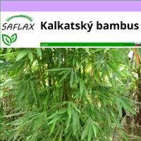 SAFLAX - kalkatský bambus - Dendrocalamus strictus - 50 Semená