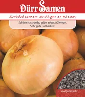 Dürr-Samen - Sommerzwiebeln Stuttgarter Riesen - Saatgut - 0058