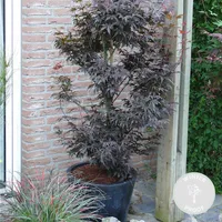 Acer \'Skeeter\'s Broom\' - Japanischer Ahorn - Strauch - Pflegeleicht - ⌀19 cm - ↕60-70 cm